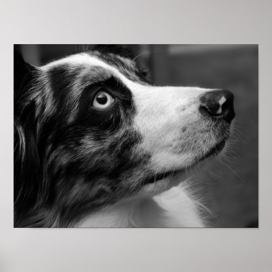 Australian Shepherd Poster (Voorkant)
