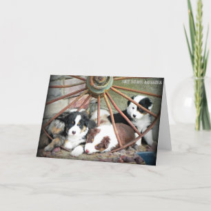 Australian Shepherd Puppies 2 Wenskaart Kaart