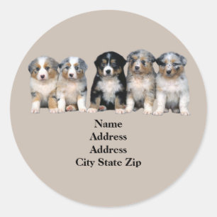 Australian Shepherd Puppies Adreslabel Ronde Sticker