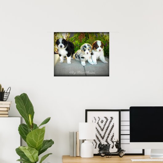 Australian Shepherd Puppies Poster (Thuiskantoor)