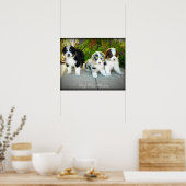 Australian Shepherd Puppies Poster (Keuken)