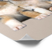 Australian Shepherd Puppies Print (Hoek)