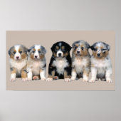 Australian Shepherd Puppies Print (Voorkant)