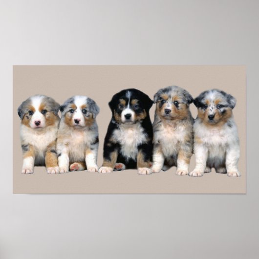 Australian Shepherd Puppies Print (Voorkant)