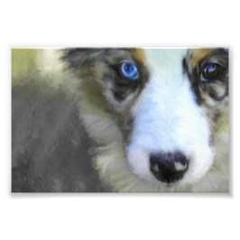 Australian Shepherd Puppy 1 Foto Afdruk