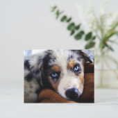 Australian Shepherd Puppy Briefkaart (Staand voorkant)