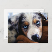 Australian Shepherd Puppy Briefkaart (Voorkant / Achterkant)