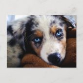 Australian Shepherd Puppy Briefkaart (Voorkant)