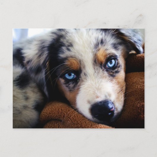 Australian Shepherd Puppy Briefkaart (Voorkant)