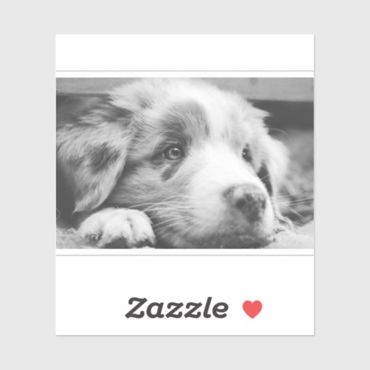 australian shepherd puppy bw sticker (Vel)