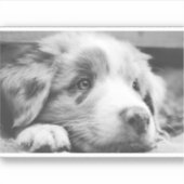 australian shepherd puppy bw sticker (Voorkant)