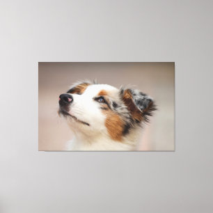 Australian Shepherd Puppy Canvas Afdruk