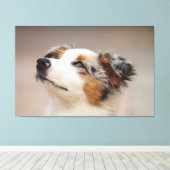 Australian Shepherd Puppy Canvas Afdruk (Insitu (Houten vloer))