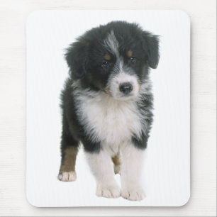 Australian Shepherd Puppy Dog - Aussie Love Muismat