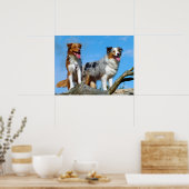 Australian Shepherd Puppy Dogs Poster (Keuken)