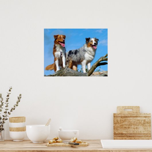 Australian Shepherd Puppy Dogs Poster (Keuken)