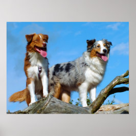 Australian Shepherd Puppy Dogs Poster