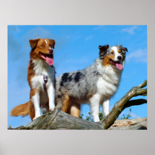 Australian Shepherd Puppy Dogs Poster