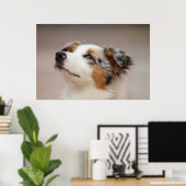 Australian Shepherd Puppy Poster (Thuiskantoor)