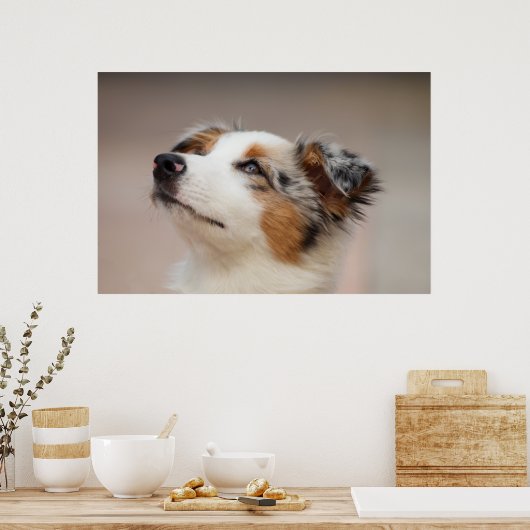 Australian Shepherd Puppy Poster (Keuken)