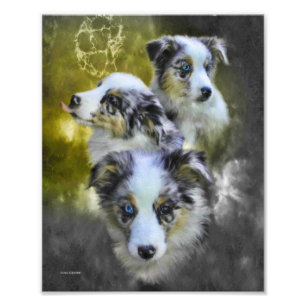 Australian Shepherd Puppy Triad Foto Afdruk