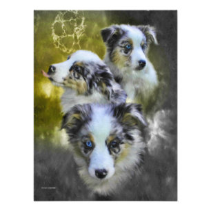 Australian Shepherd Puppy Triad Foto Afdruk