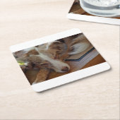australian shepherd red merle sleeping kartonnen onderzetters (Schuin)