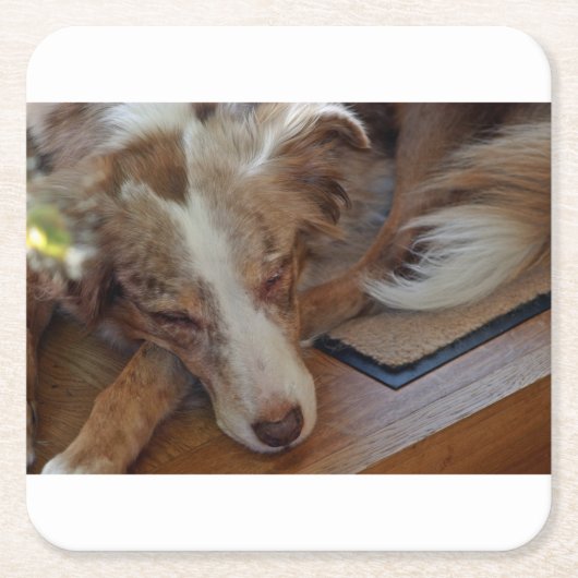 australian shepherd red merle sleeping kartonnen onderzetters (Voorkant)