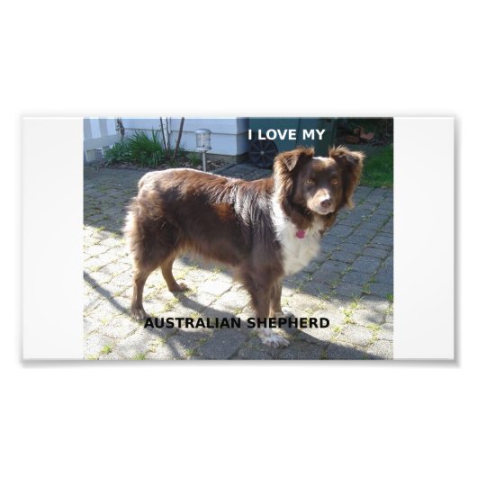 australian shepherd red tri liefde met foto afdruk (Voorkant)