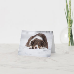 Australian Shepherd Red Tri ligt in de sneeuw Bedankkaart