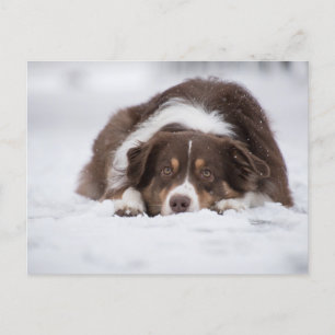 Australian Shepherd Red Tri ligt in de sneeuw Briefkaart