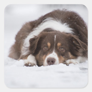 Australian Shepherd Red Tri ligt in de sneeuw Vierkante Sticker