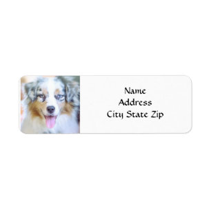 * AUSTRALIAN SHEPHERD* RETURN ADRES ETIKET