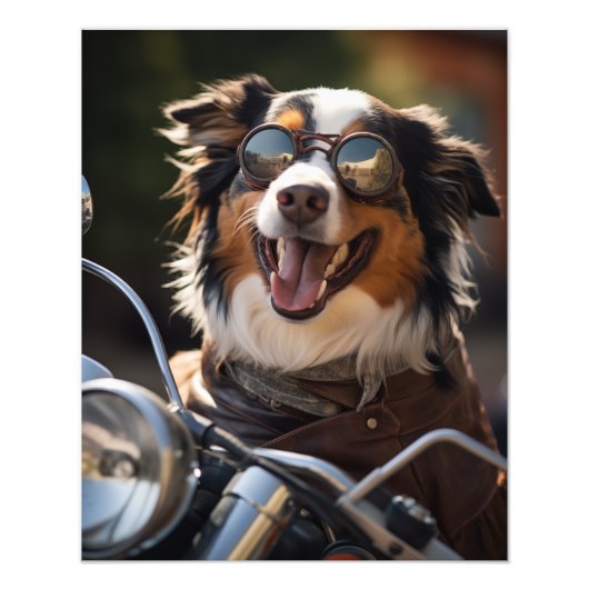 Australian Shepherd riding a motorcycle - Poster (Voorkant)
