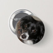 Australian Shepherd Ronde Button 5,7 Cm (Voorkant /achterkant)