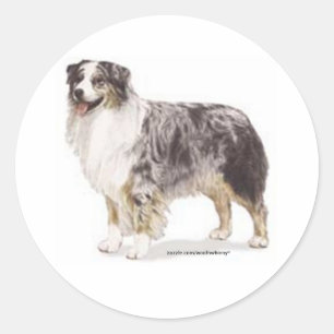 Australian Shepherd Ronde Sticker