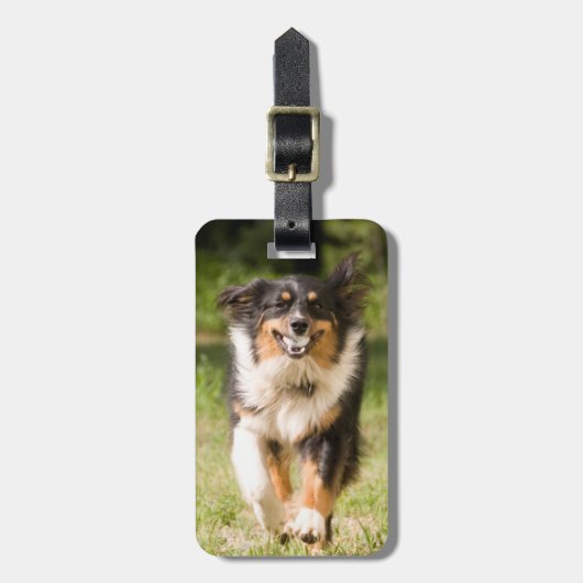 Australian Shepherd speelt met bal Bagagelabel (Voorkant verticaal)