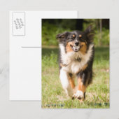 Australian Shepherd speelt met bal Briefkaart (Voorkant / Achterkant)