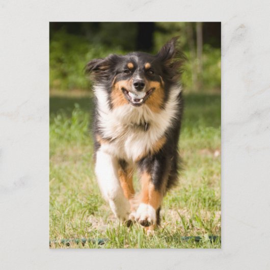 Australian Shepherd speelt met bal Briefkaart (Voorkant)