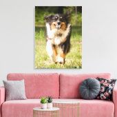 Australian Shepherd speelt met bal Canvas Afdruk (Insitu (Woonkamer))