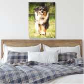 Australian Shepherd speelt met bal Canvas Afdruk (Insitu (Slaapkamer))
