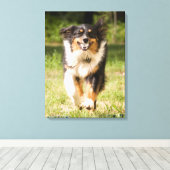 Australian Shepherd speelt met bal Canvas Afdruk (Insitu (Houten vloer))