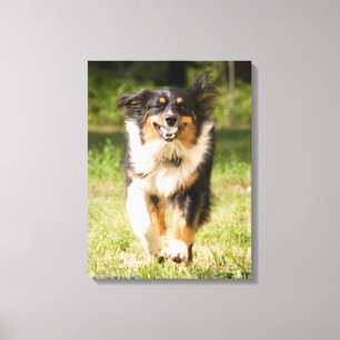 Australian Shepherd speelt met bal Canvas Afdruk