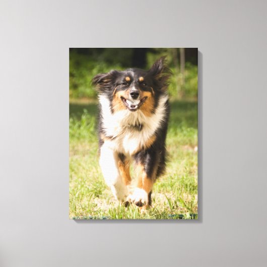 Australian Shepherd speelt met bal Canvas Afdruk (Voorkant)