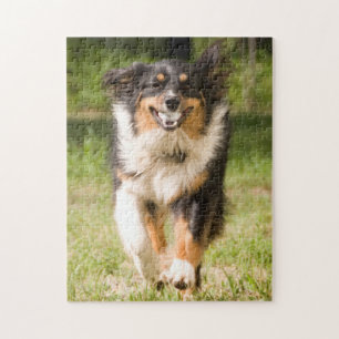 Australian Shepherd speelt met bal Legpuzzel