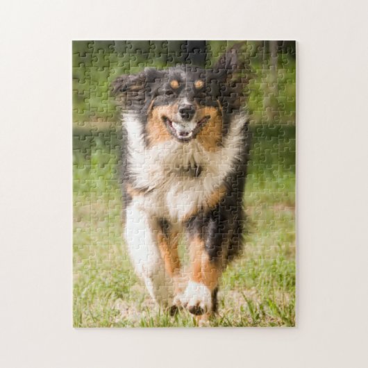 Australian Shepherd speelt met bal Legpuzzel (Verticaal)
