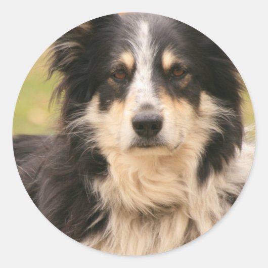 Australian Shepherd Sticker (Voorkant)