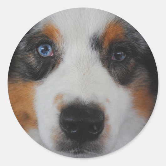 Australian Shepherd Stickers (Voorkant)