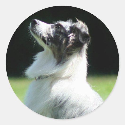 Australian Shepherd stickers (Voorkant)