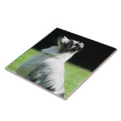 Australian Shepherd Tegeltje (Zijkant)